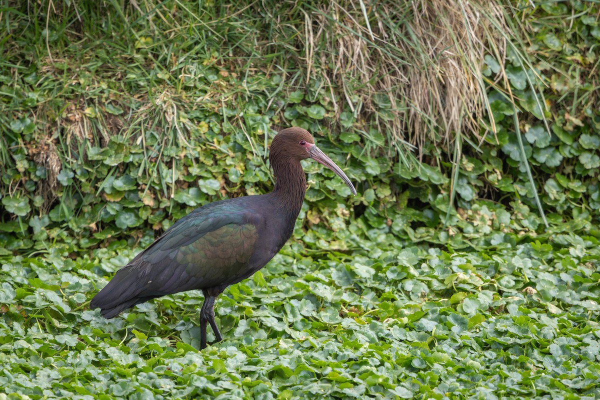 アンデスブロンズトキ - ML649400980