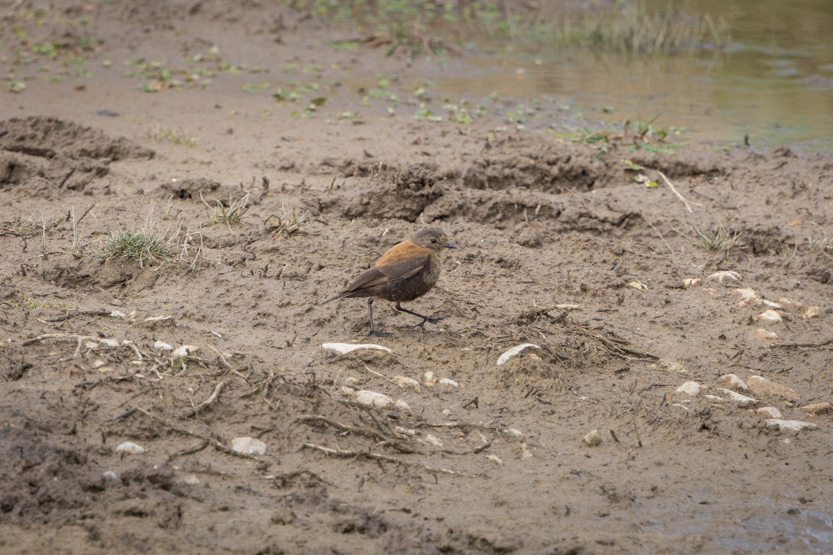 オオセアカタイランチョウ - ML649400987