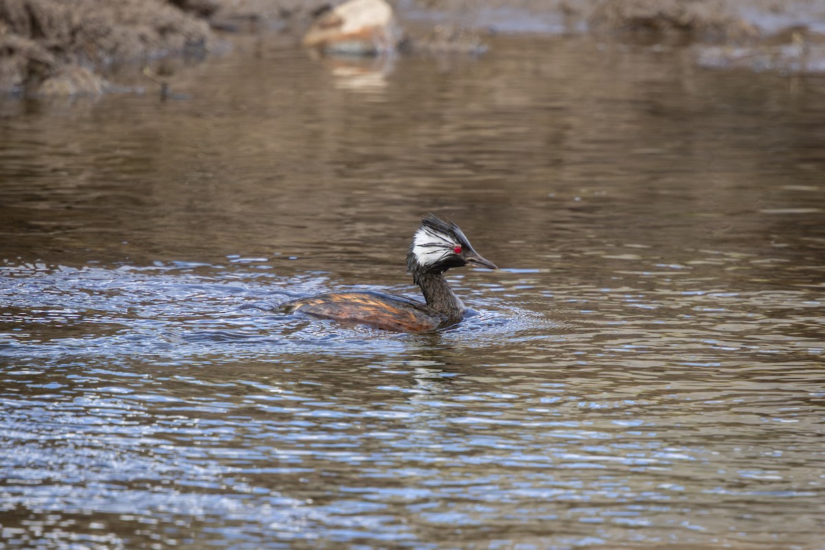 ミミジロカイツブリ - ML649400989
