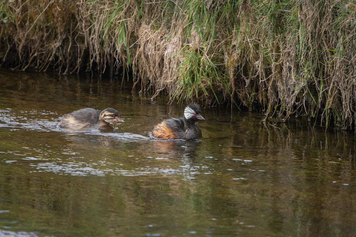 ミミジロカイツブリ - ML649400990
