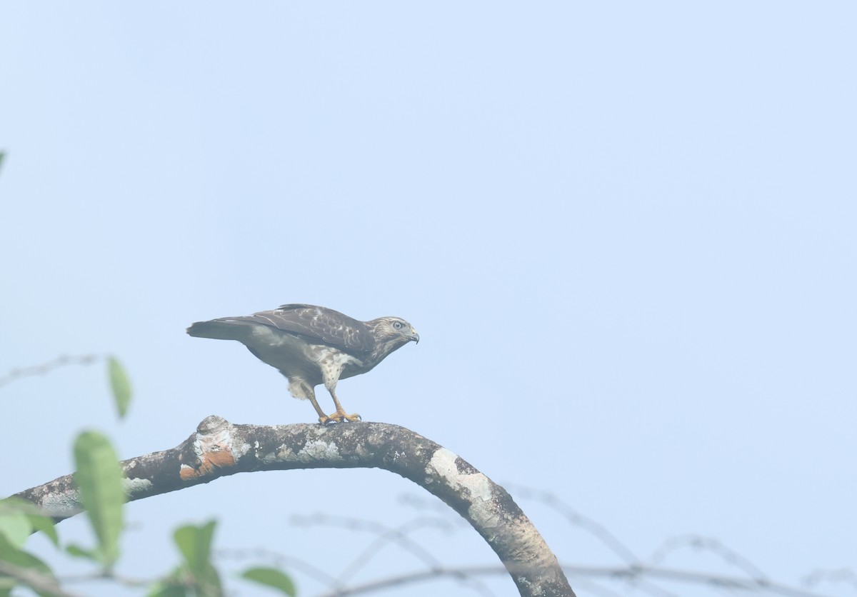 ハネビロノスリ - ML649401096