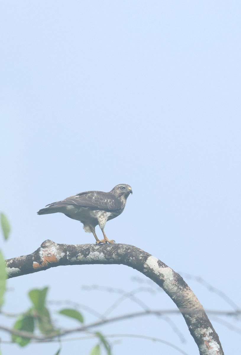 ハネビロノスリ - ML649401097