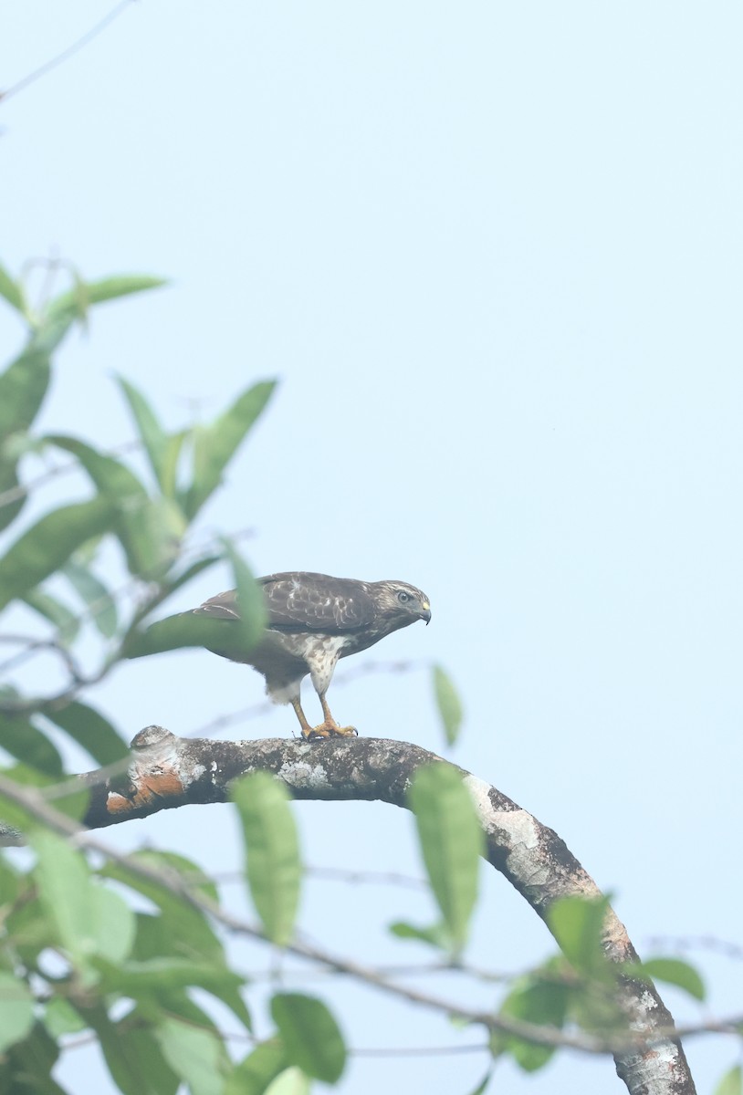 ハネビロノスリ - ML649401098