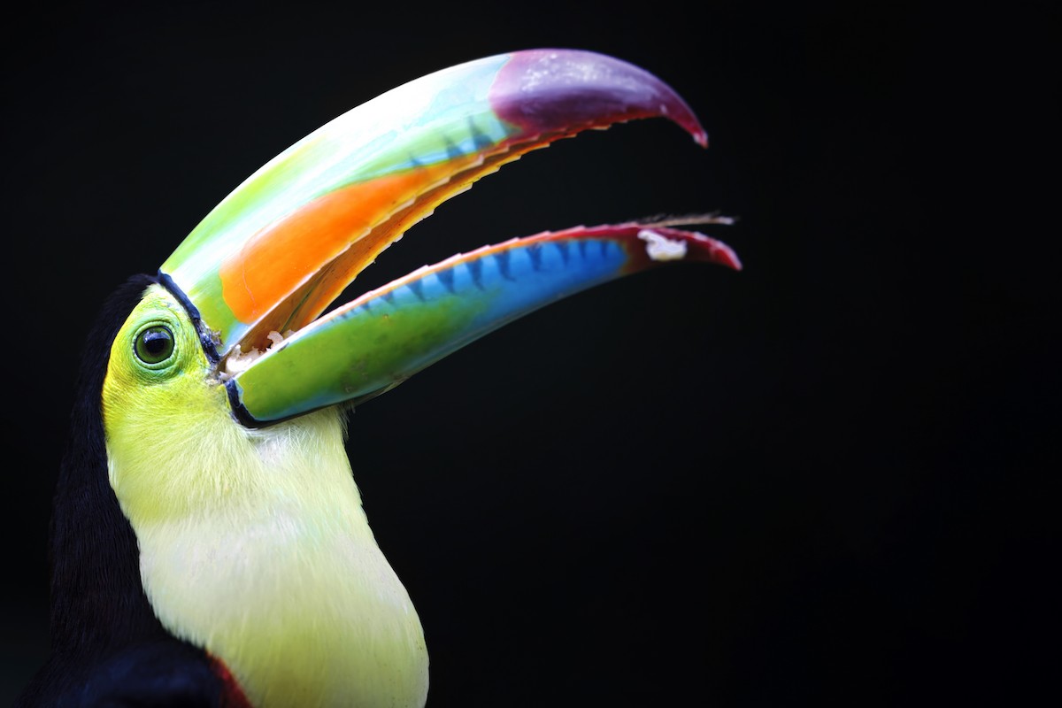 tukan středoamerický - ML649402044