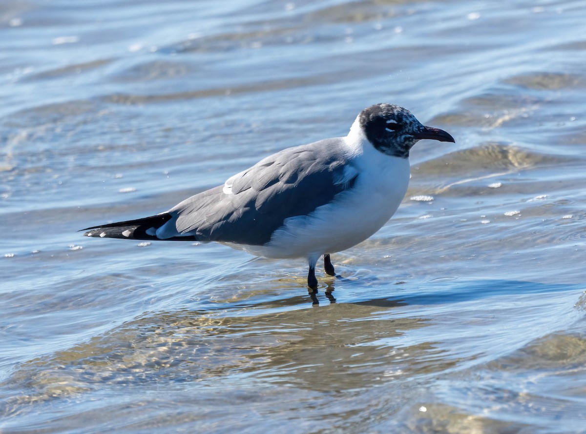 Gabbiano sghignazzante - ML649402389