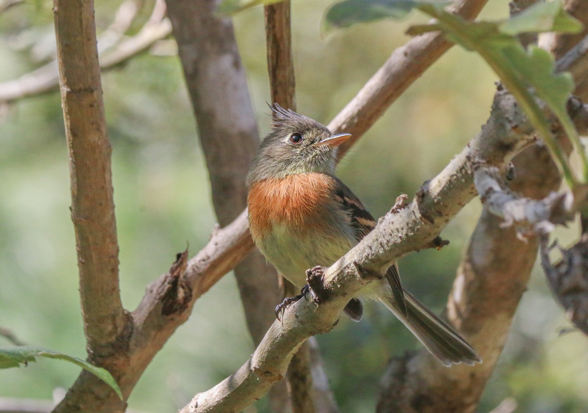 Moucherolle ceinturé - ML649402616