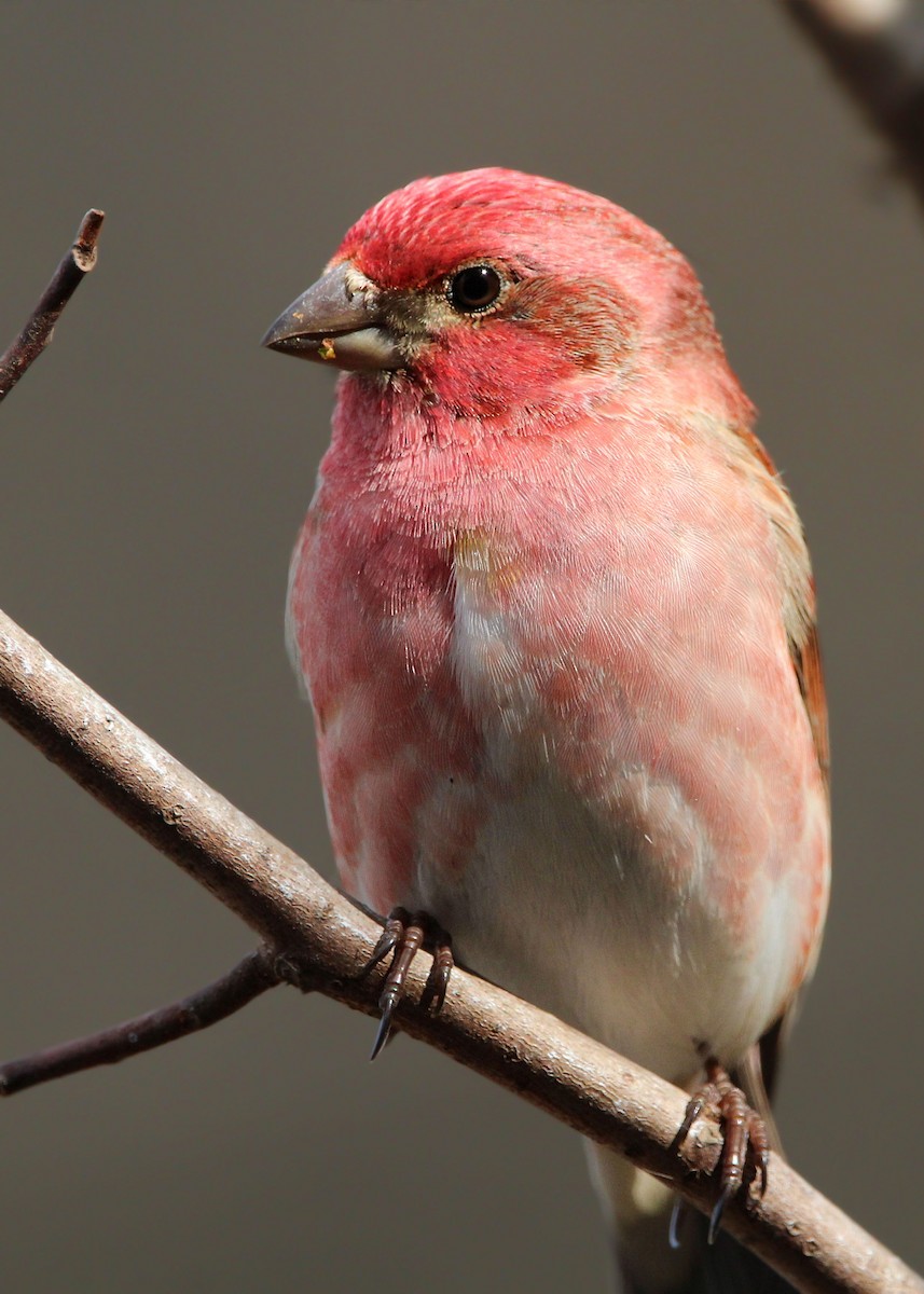 Purple Finch - ML649402883