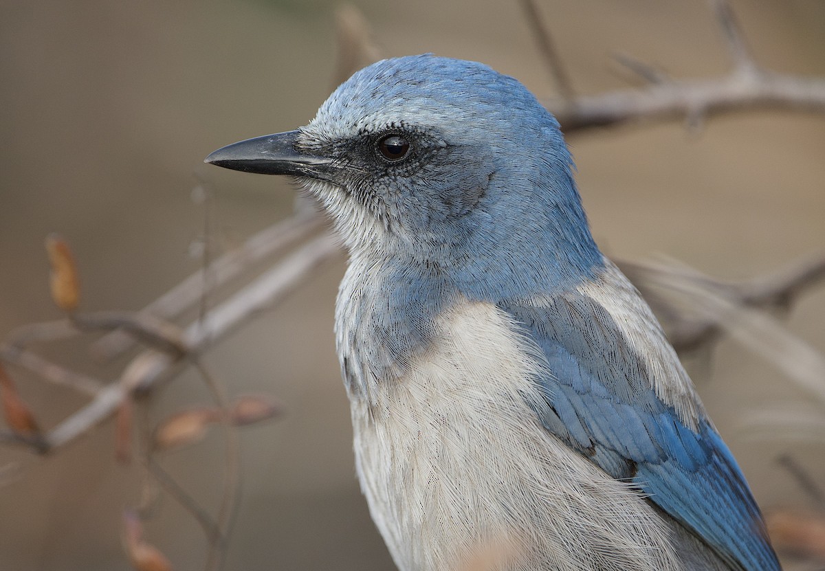Флоридская сойка - ML649402924