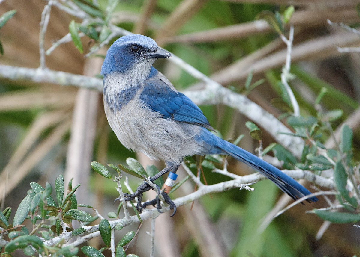 Флоридская сойка - ML649402928