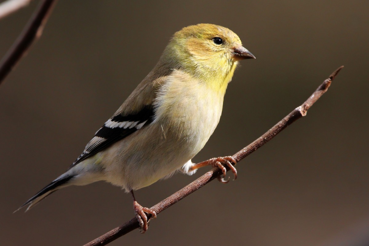 American Goldfinch - ML649402941