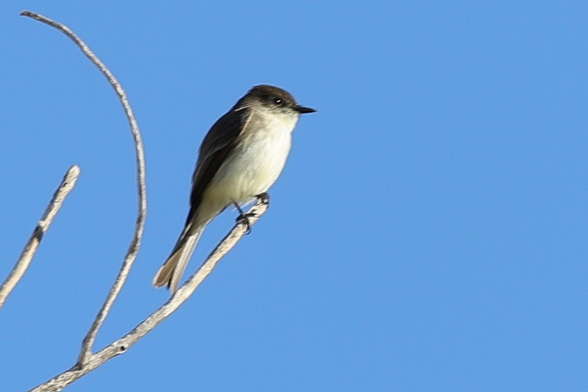 Weißbauch-Phoebetyrann - ML649403082