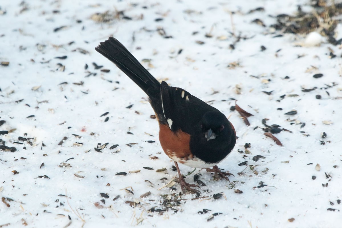 Eastern Towhee - ML649403092