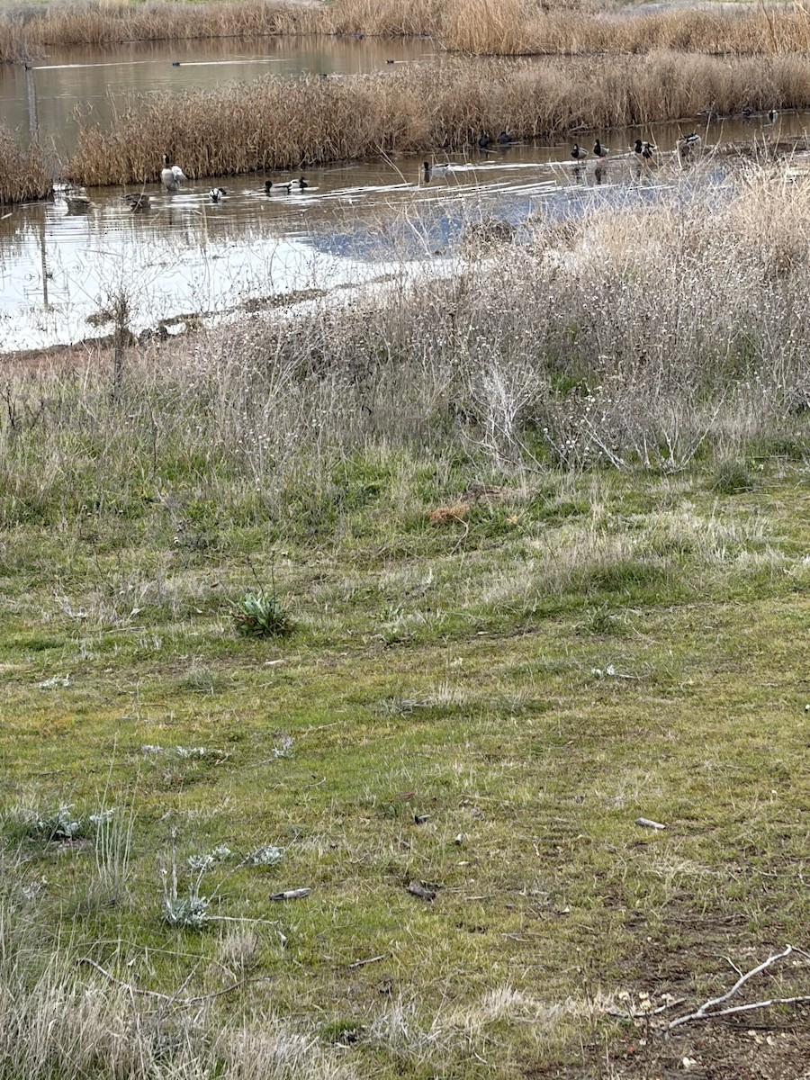 Mallard - ML649403102