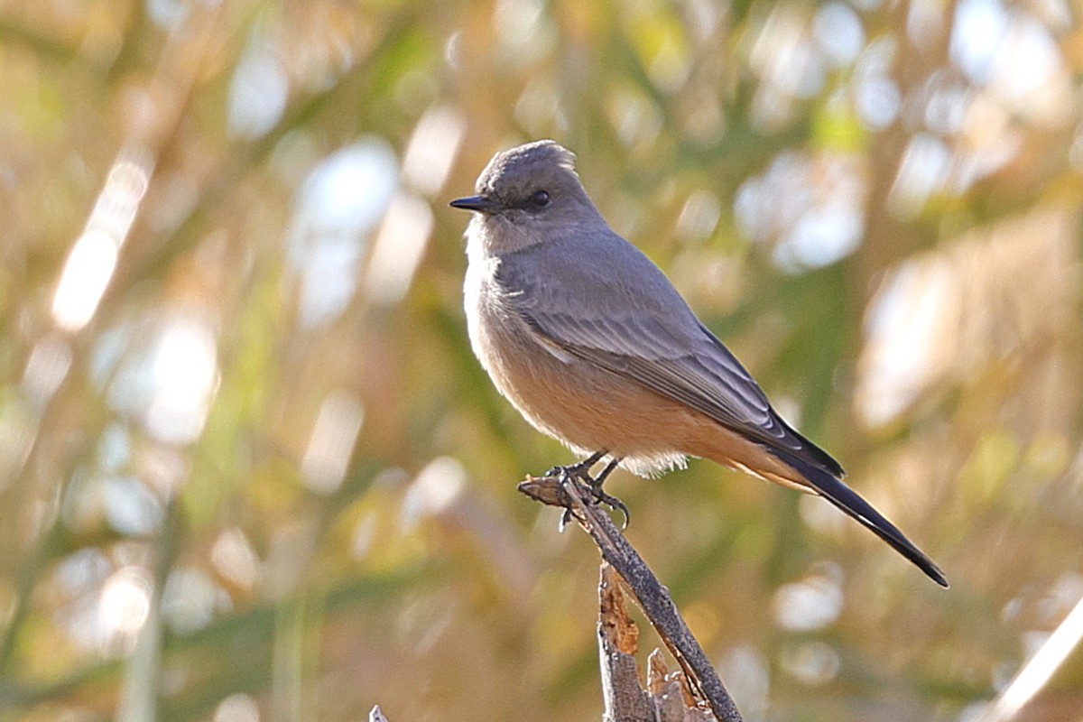 Zimtbauch-Phoebetyrann - ML649403104