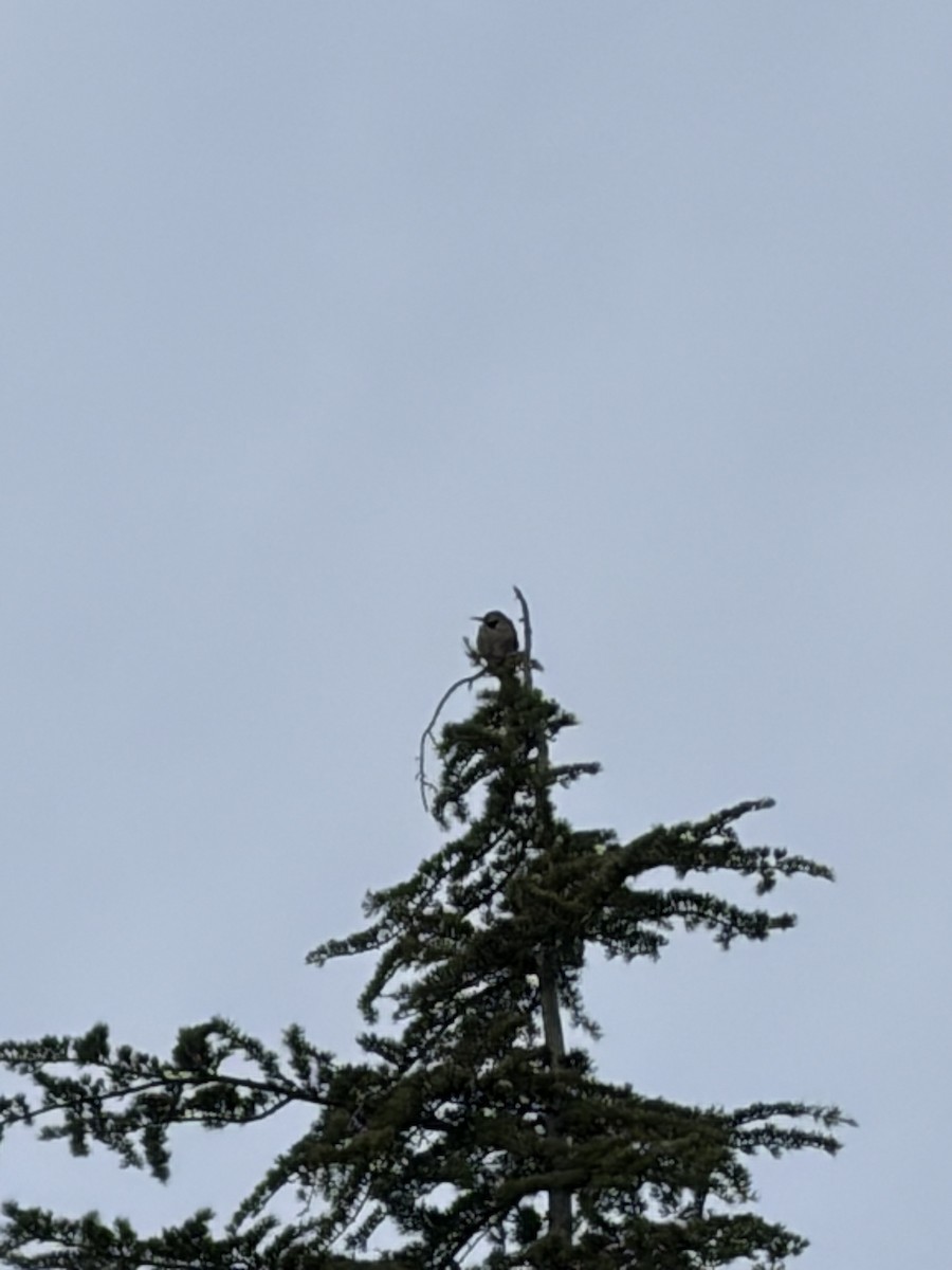 Northern Flicker - ML649403116