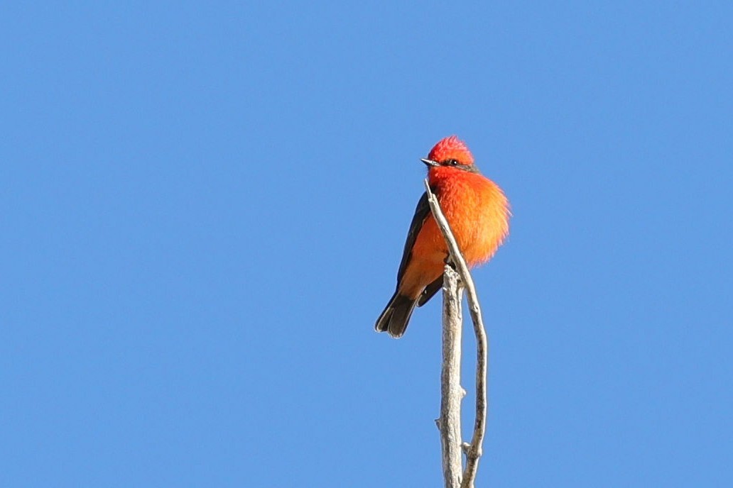 Rubintyrann - ML649403147