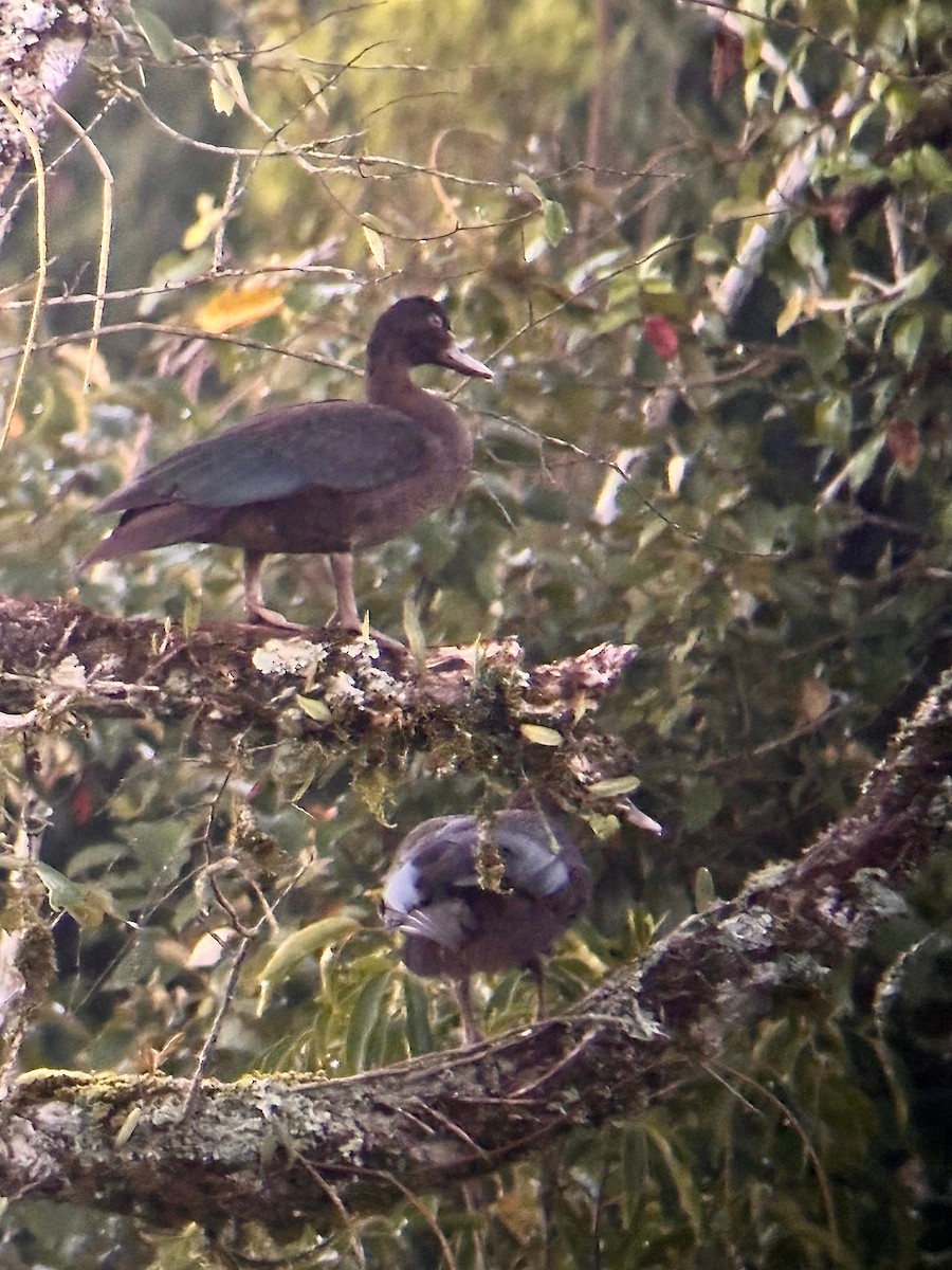 Muscovy Duck - ML649403219