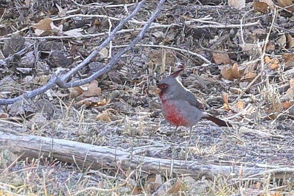 Schmalschnabelkardinal - ML649403264