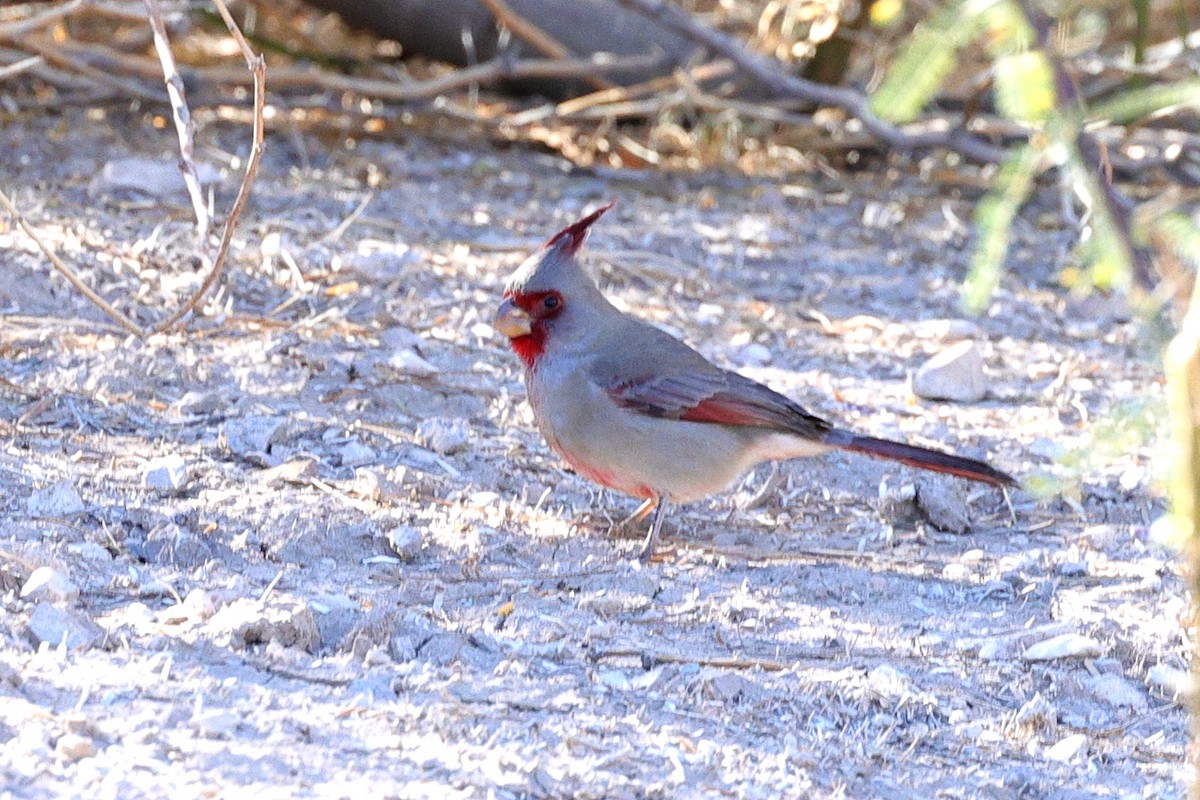 Schmalschnabelkardinal - ML649403265