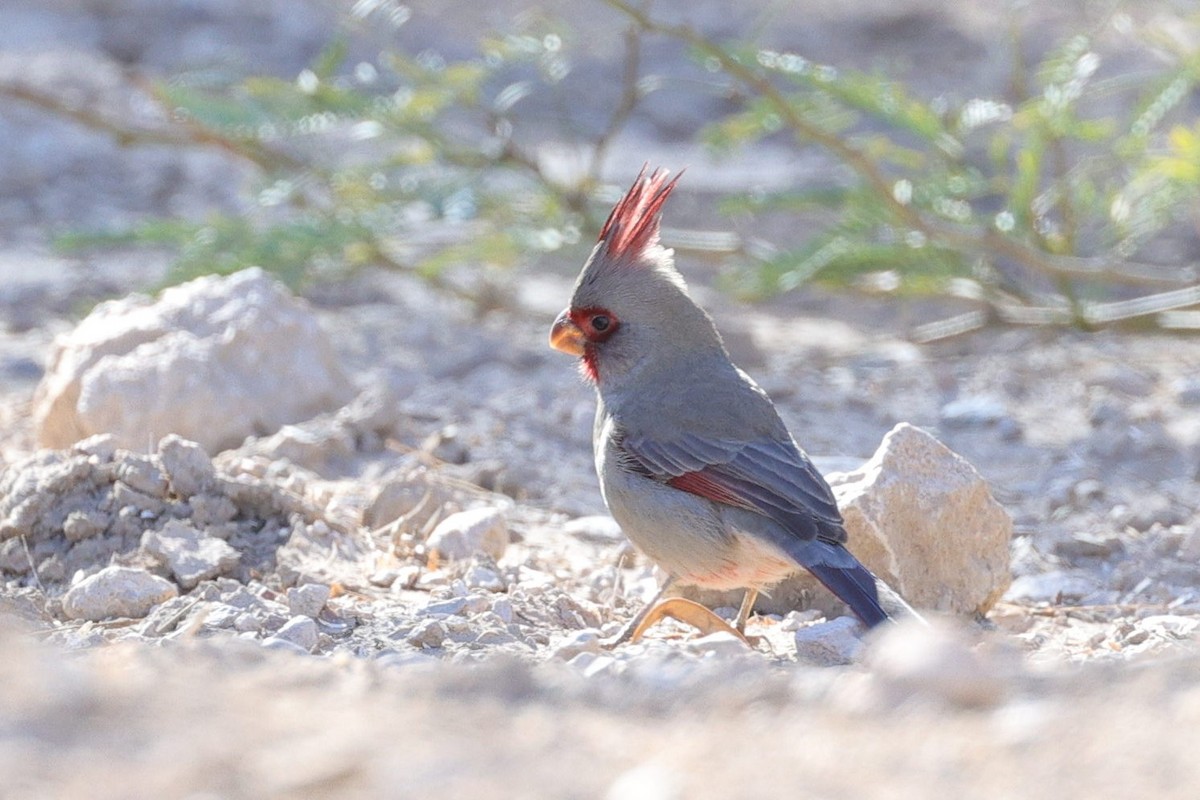 Schmalschnabelkardinal - ML649403266