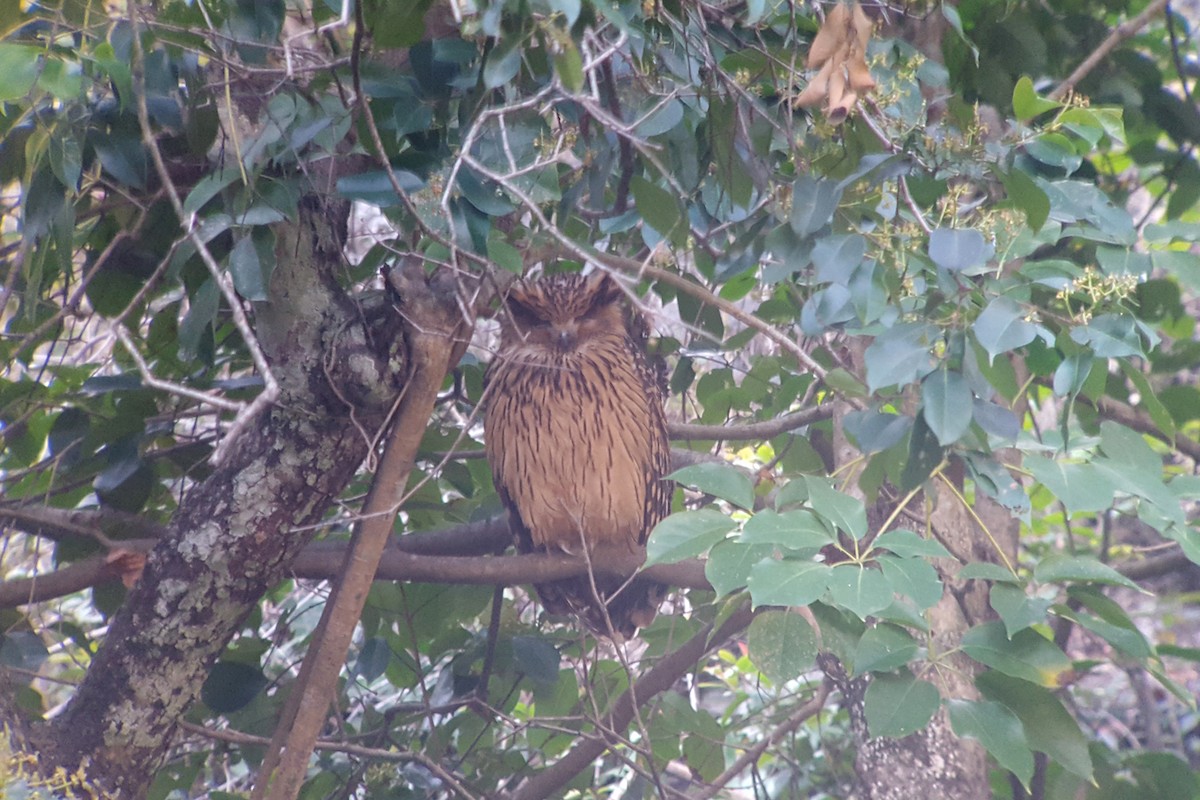 ketupa žlutohnědá - ML649403285