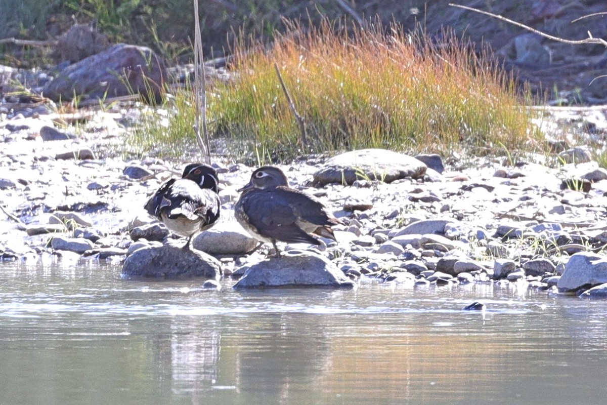 Brautente - ML649403553