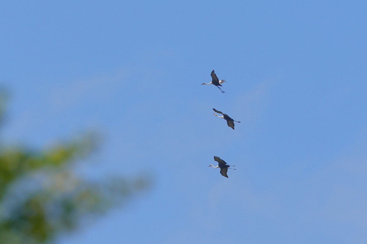 ホオカザリヅル - ML649403556