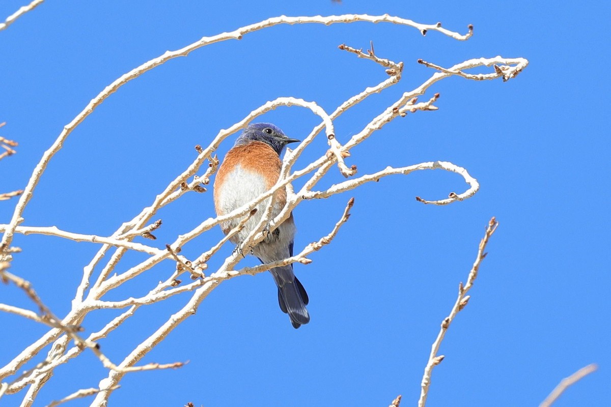 Blaukehl-Hüttensänger - ML649403567