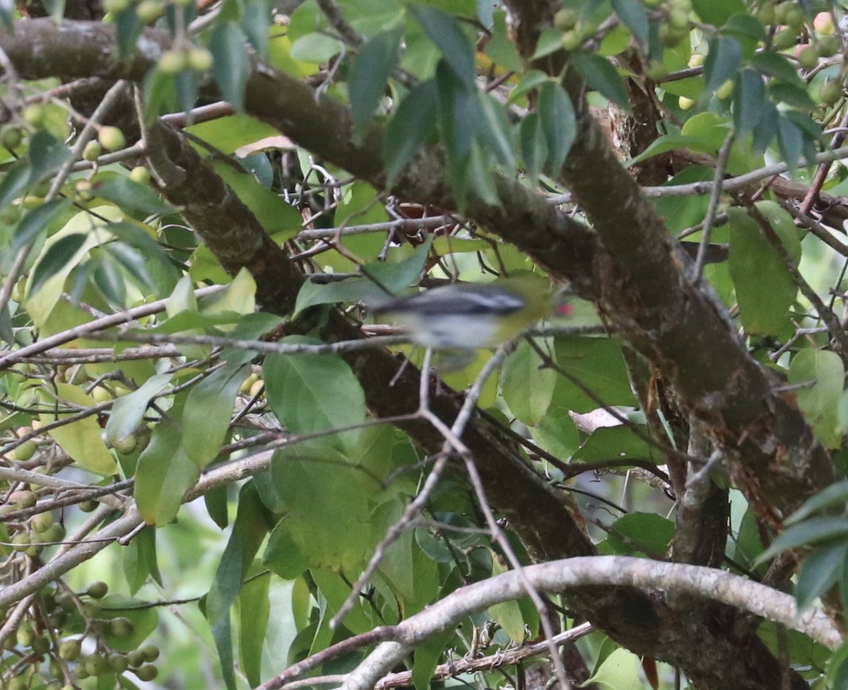 ויראו צהוב-גרון - ML649403826