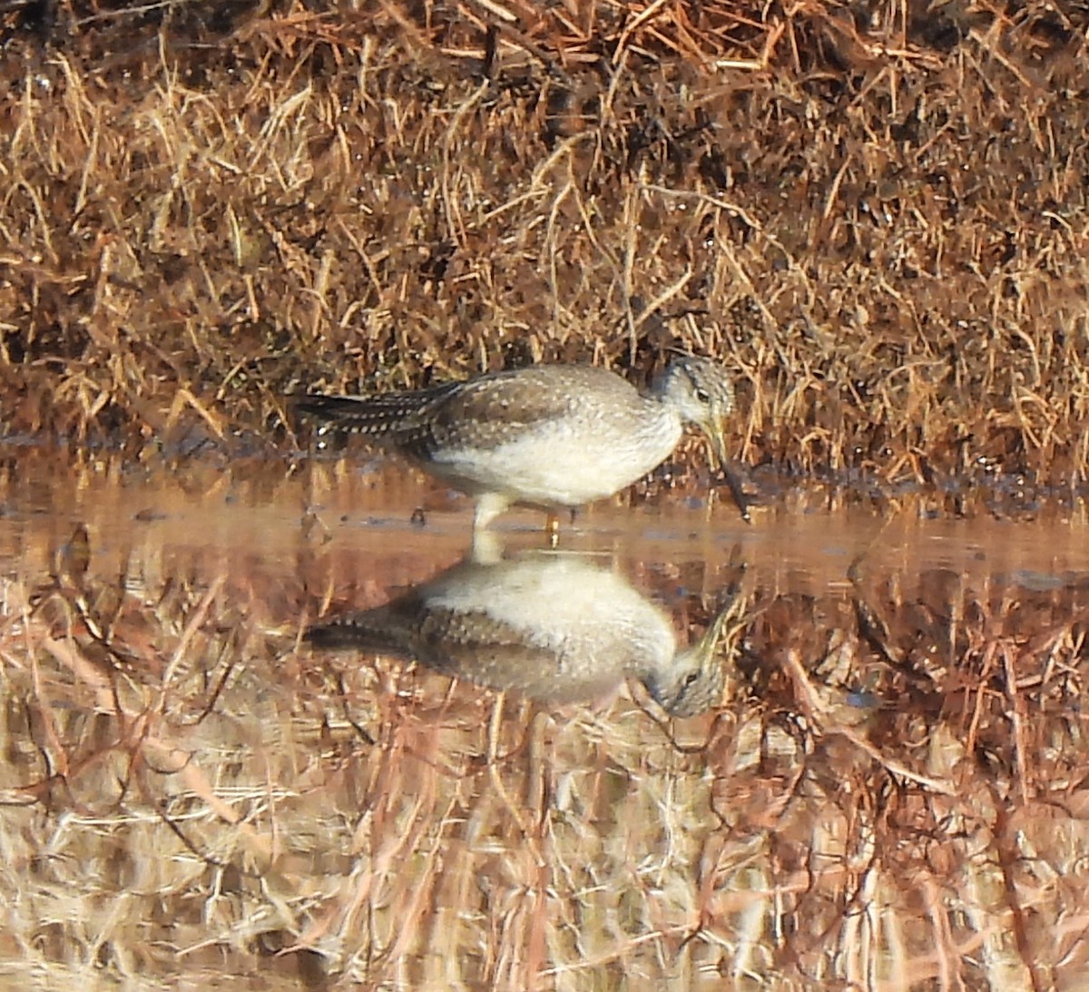 Grand Chevalier - ML649404186