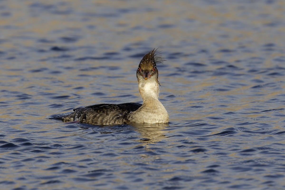 Red-breasted Merganser - ML649404207