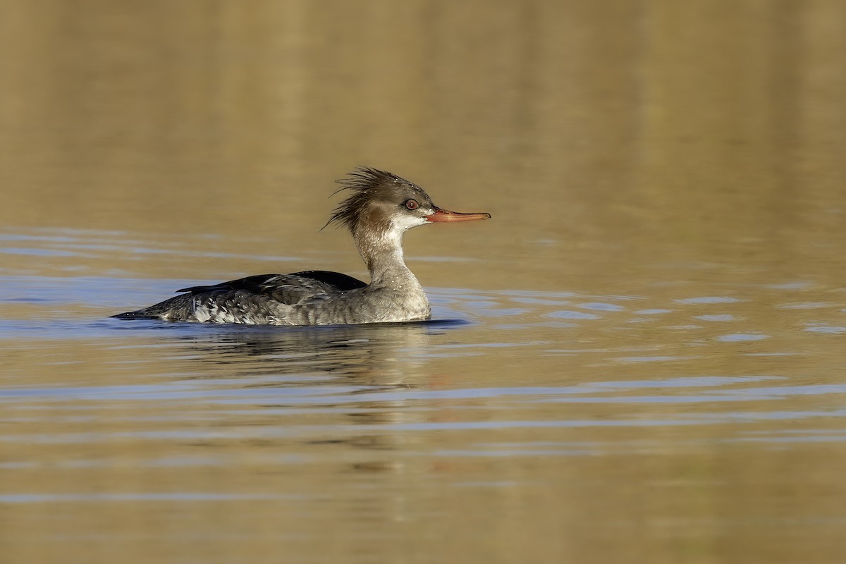 Red-breasted Merganser - ML649404208