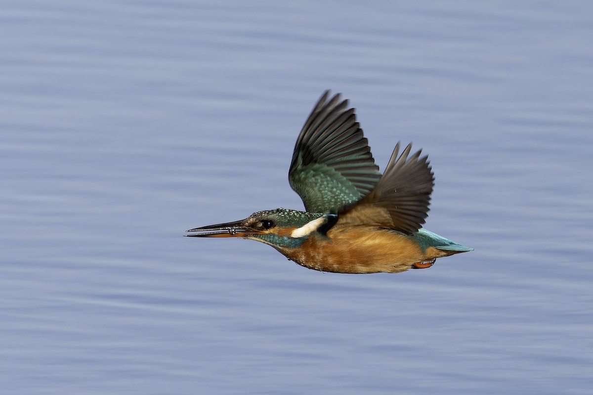 Common Kingfisher - ML649404229