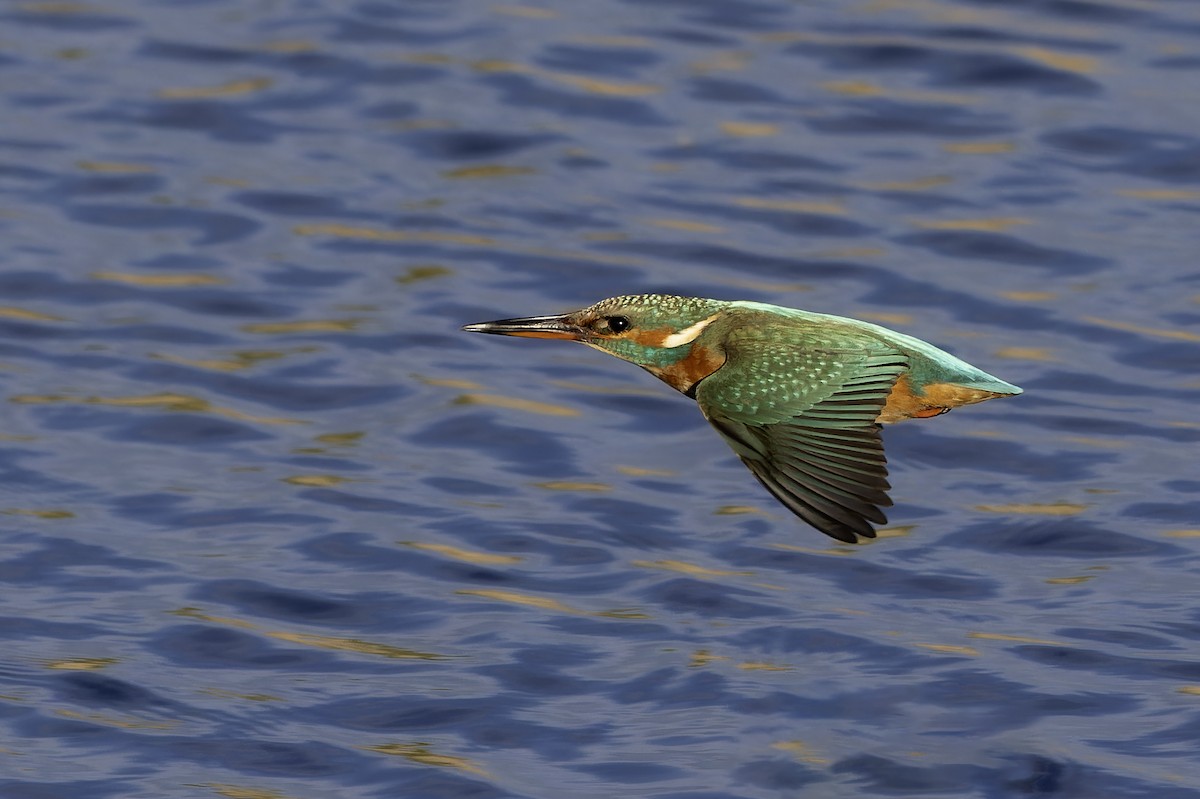 Common Kingfisher - ML649404230