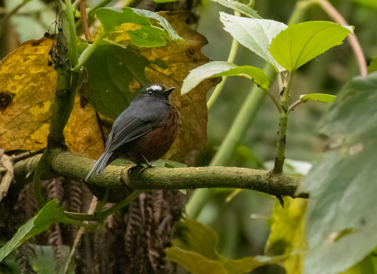 Chestnut-bellied Chat-Tyrant - ML649404244