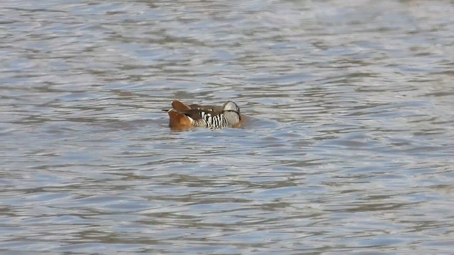 Pink-eared Duck - ML649404303