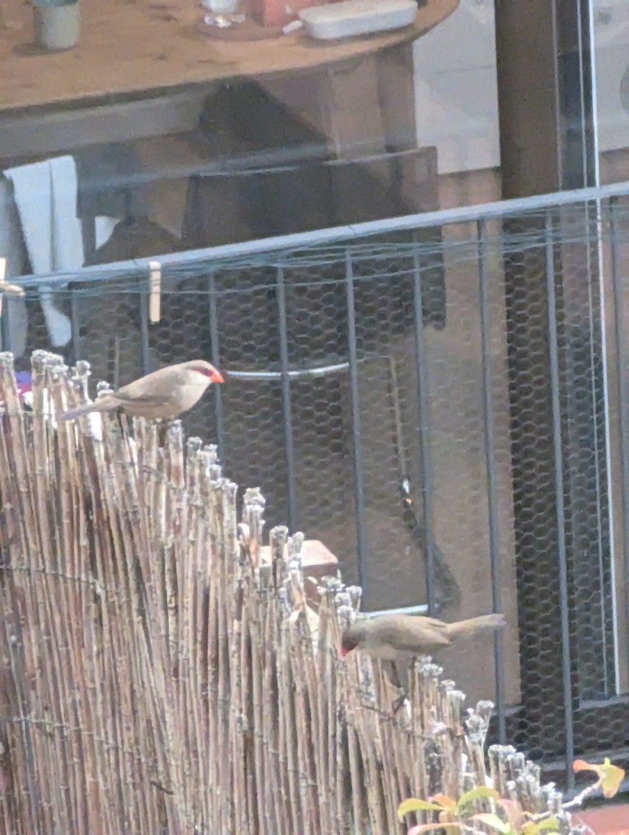 Common Waxbill - ML649404433