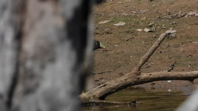 Black-tailed Nativehen - ML649404476