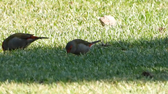 Red-browed Firetail (Gray-vented) - ML649404633