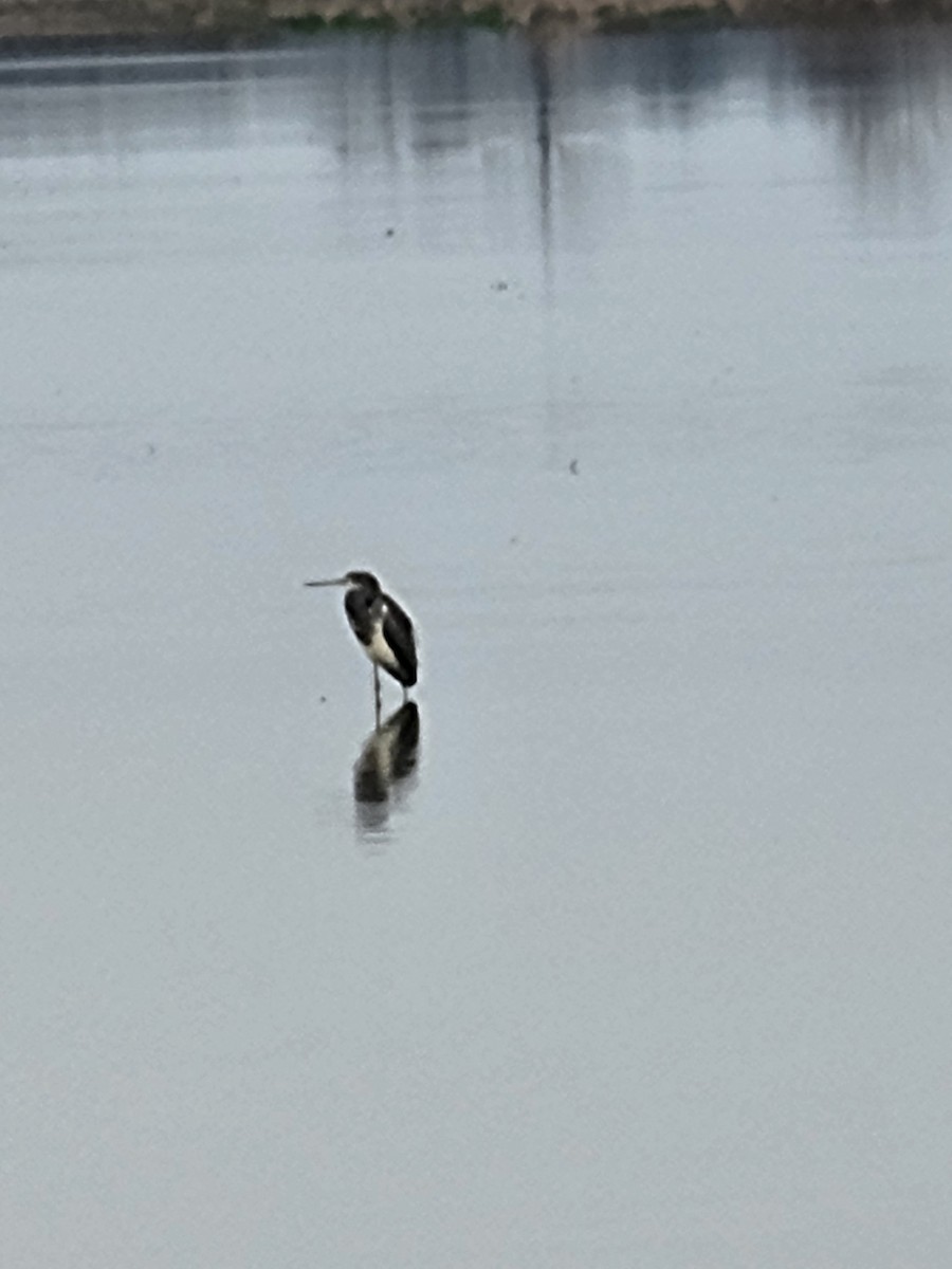 Aigrette tricolore - ML649404767