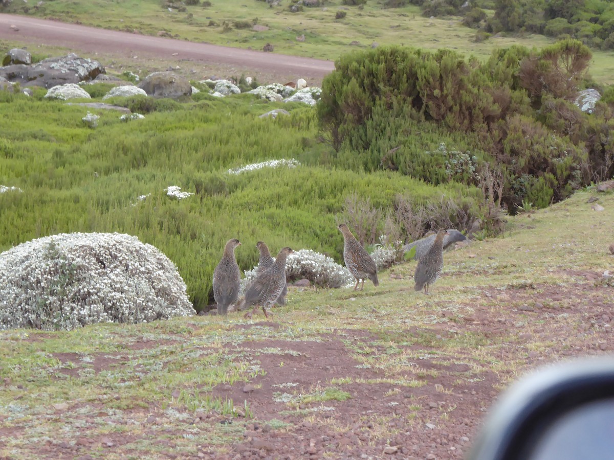Chestnut-naped Spurfowl - ML649404797