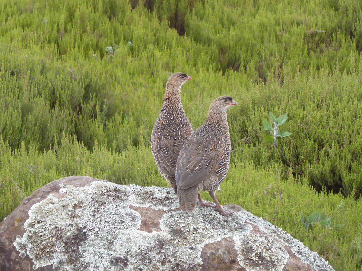 Chestnut-naped Spurfowl - ML649404835