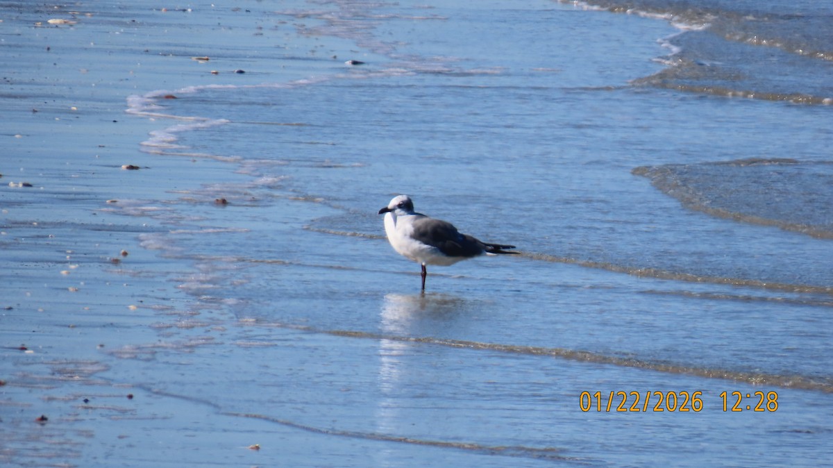 Gabbiano sghignazzante - ML649405414