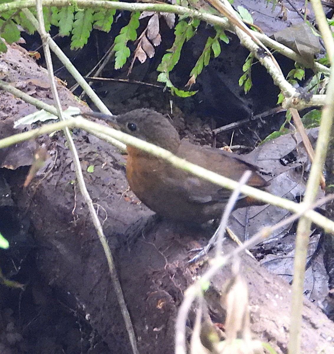 Sclérure à gorge rousse - ML649405730