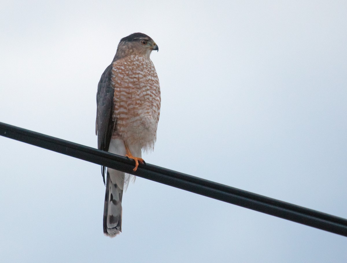 Gavilán de Cooper - ML649405971