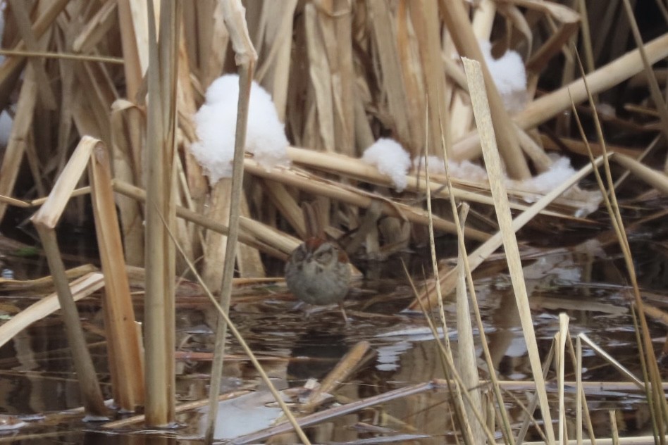 ヌマウタスズメ - ML649406062