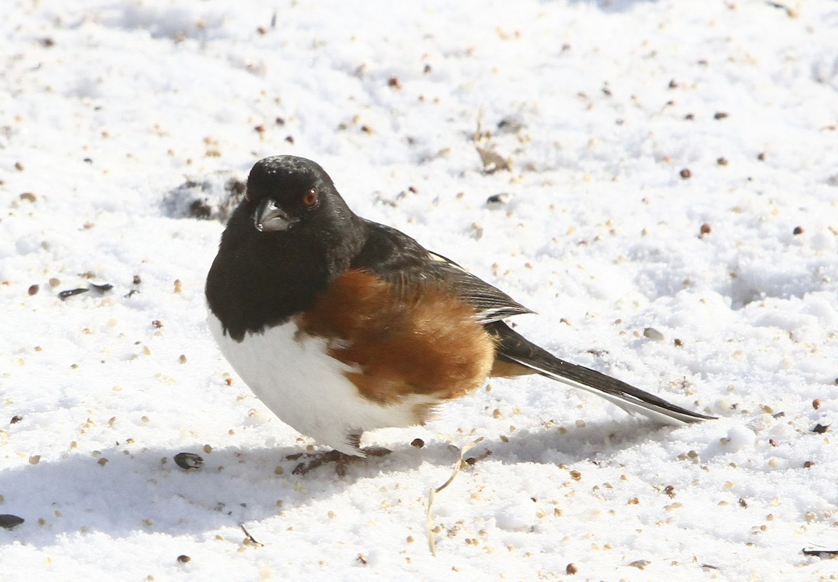 Eastern Towhee - ML649406383