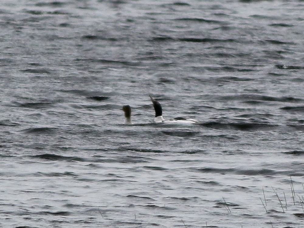 Common Merganser (Eurasian) - ML649406689