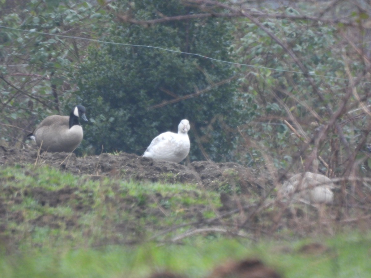 Snow Goose - ML649406723