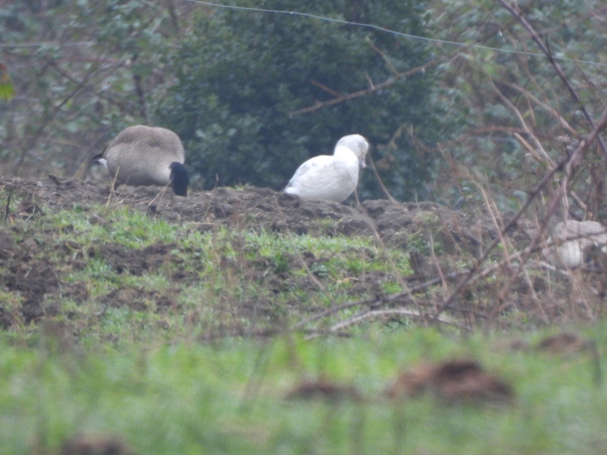 Snow Goose - ML649406724